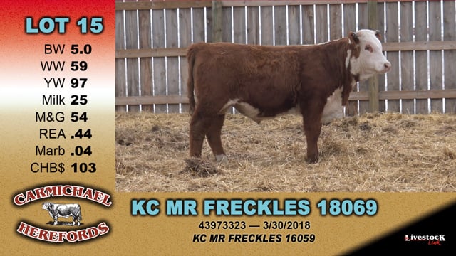 Lot #15 - KC MR FRECKLES 18069