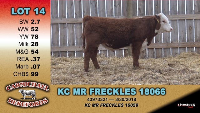 Lot #14 - KC MR FRECKLES 18066