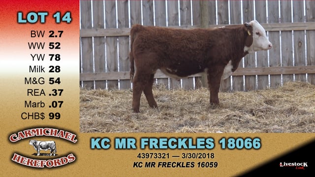 Lot #14 - KC MR FRECKLES 18066