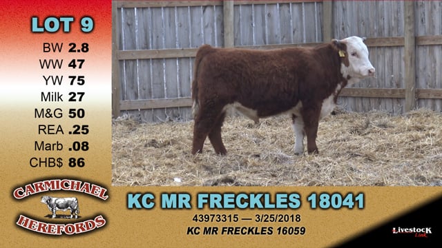 Lot #9 - KC MR FRECKLES 18041