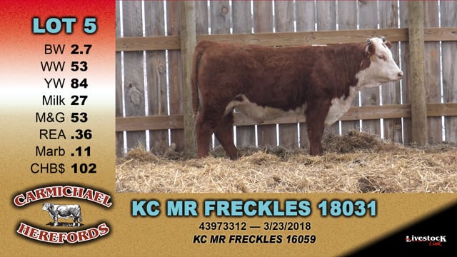 Lot #5 - KC MR FRECKLES 18031