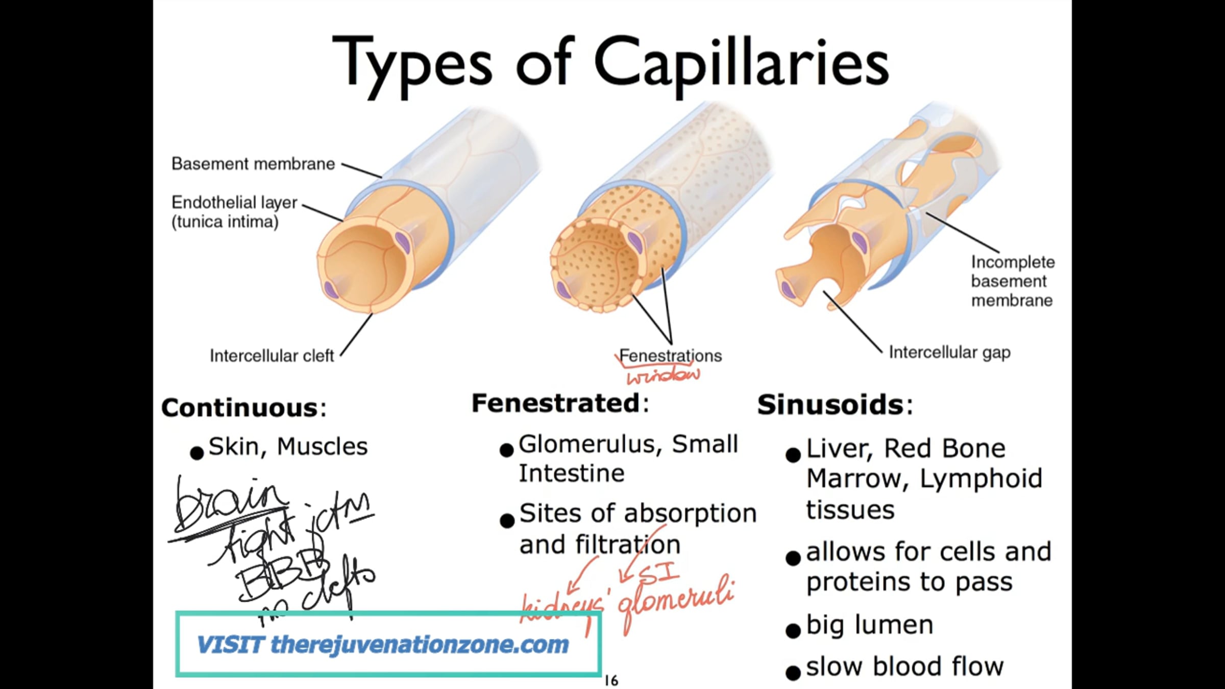 11-Types of Capillaries