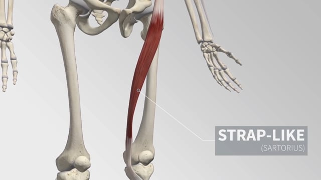 Introduction to the Muscular System