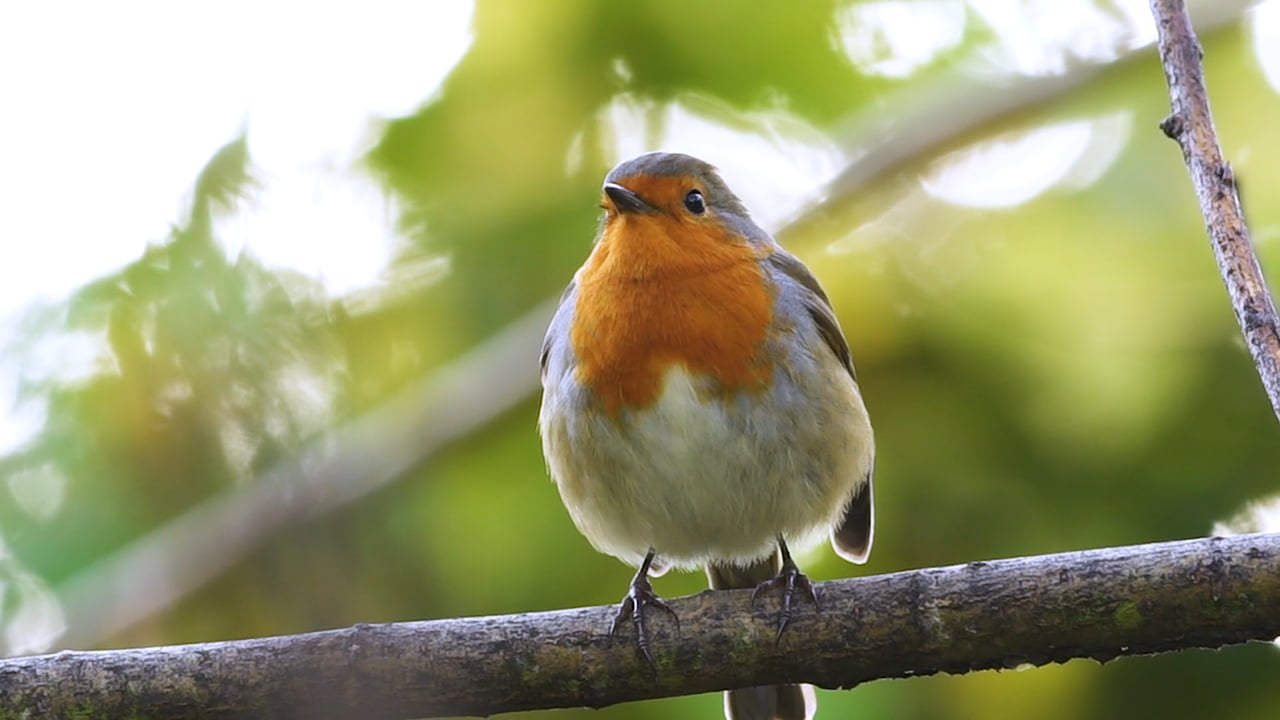 25 genomes project - The Robin