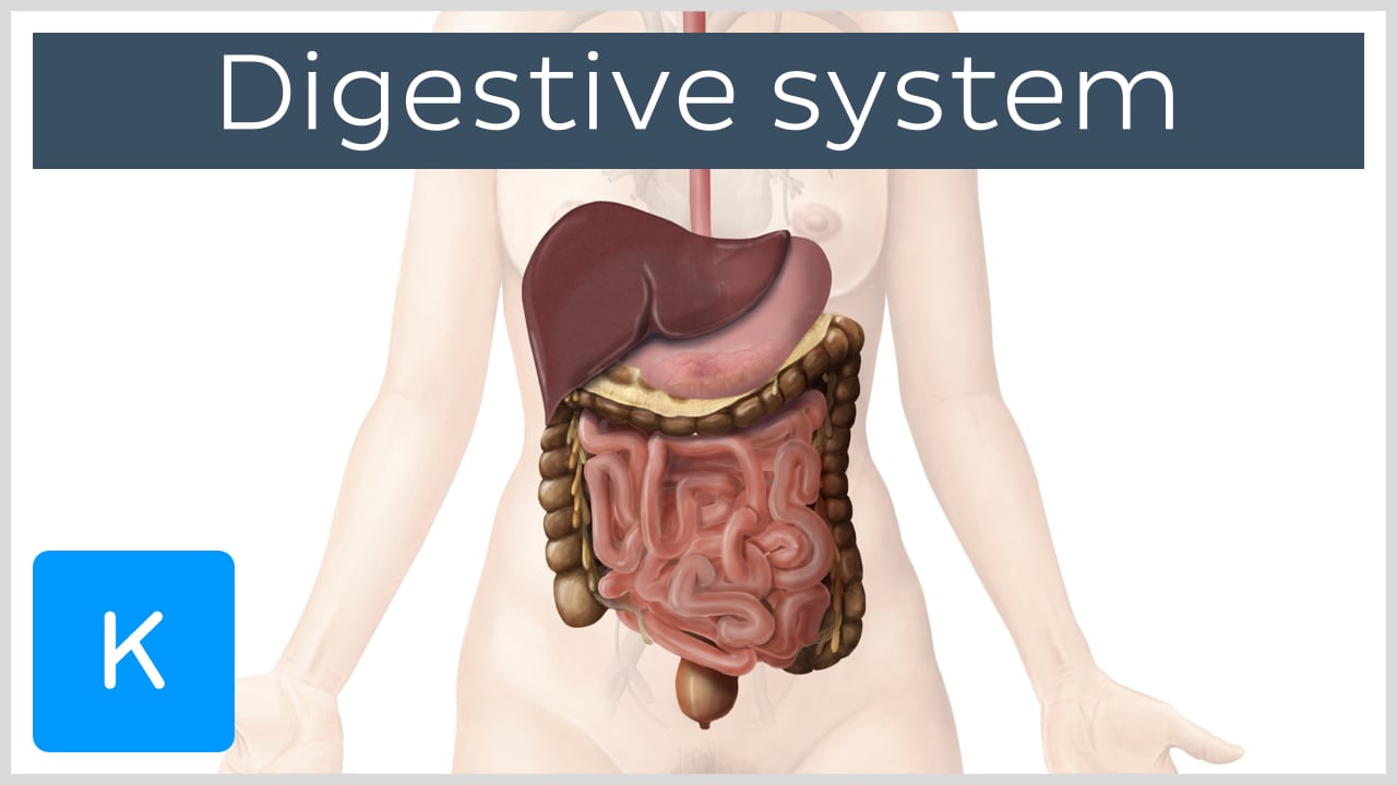 intestines diagram female