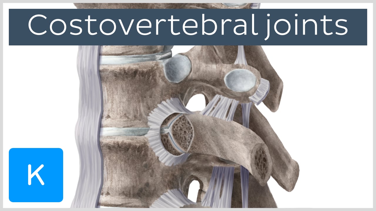 Costovertebral And Costotransverse Joints