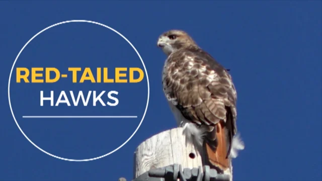 Missouri Birds of Prey: Learn About the 21 Different Species