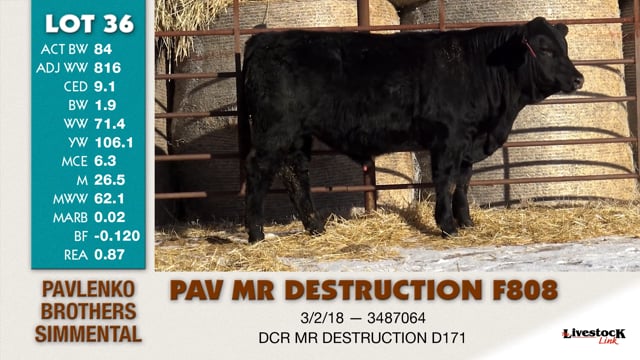 Lot #36 - PAV MR DESTRUCTION F808