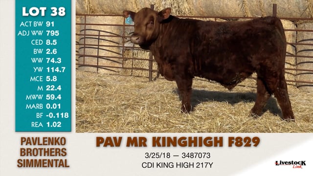Lot #38 - PAV MR KINGHIGH F829