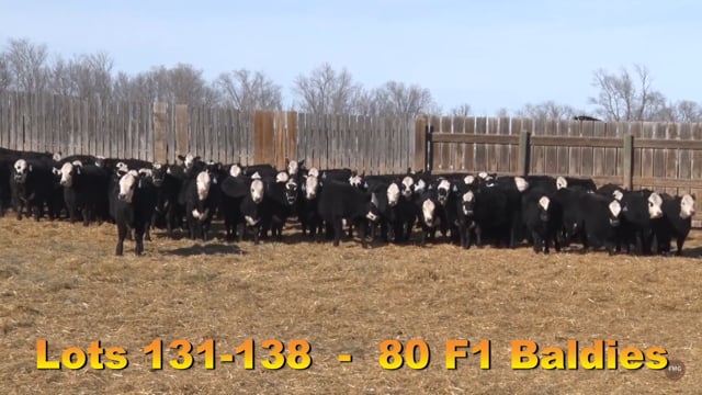 Lot #131 - F1 Replacement Type Females