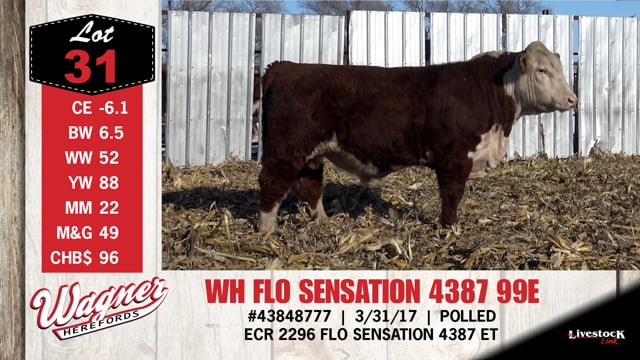 Lot #31 - WH FLO SENSATION 4387 99E