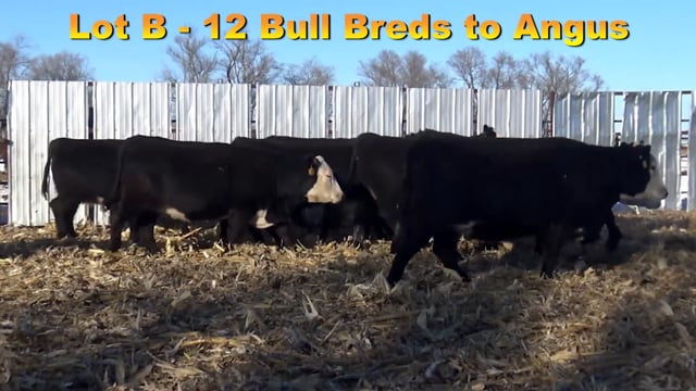 Lot #B1 - Bull Bred Baldy Heifers