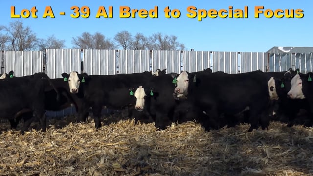 Lot #A1 - AI'd Baldy Heifers