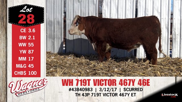Lot #28 - WH 719T VICTOR 467Y 46E