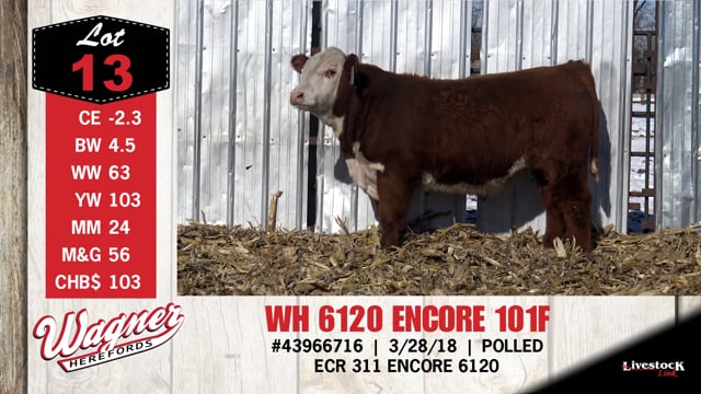 Lot #13 - WH 6120 ENCORE 101F