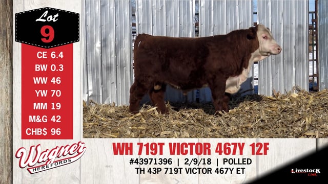Lot #9 - WH 719T VICTOR 467Y 12F
