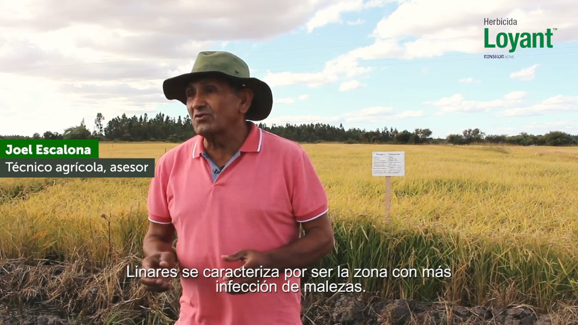 Uso del herbicida Loyant en arroz en Chile