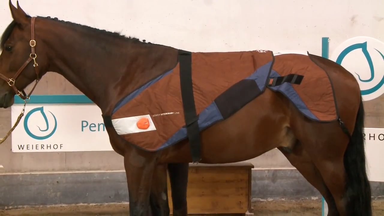 BEMER Horse Blanket A Natural Therapy For Horses on Vimeo