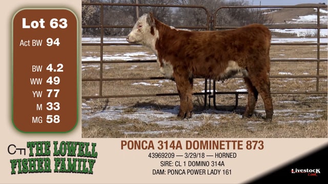 Lot #63 - PONCA 314A DOMINETTE 873