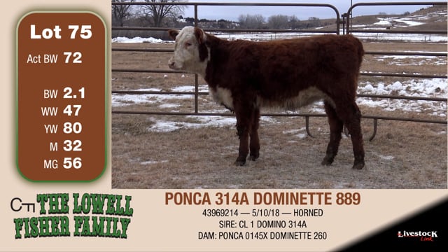 Lot #75 - PONCA 314A DOMINETTE 889