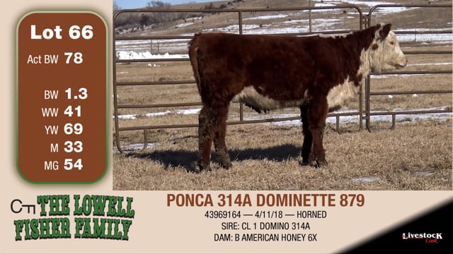 Lot #66 - PONCA 314A DOMINETTE 879