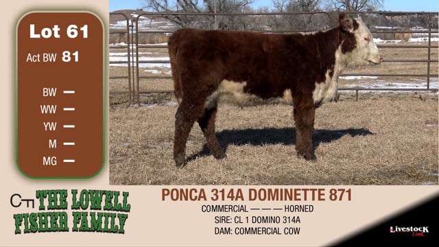 Lot #61 - PONCA 314A DOMINETTE 871