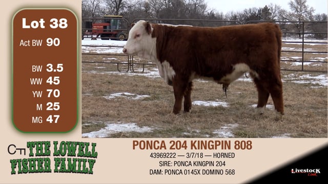 Lot #38 - PONCA 204 KINGPIN 808