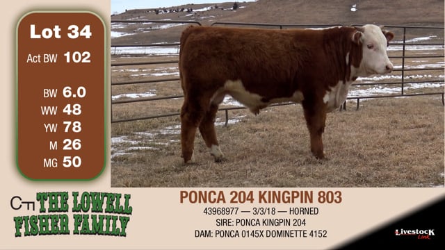 Lot #34 - PONCA 204 KINGPIN 803