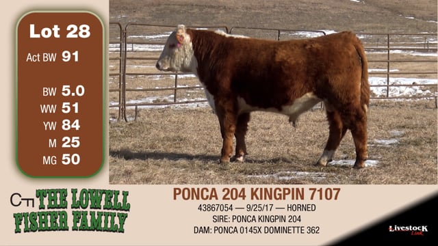 Lot #28 - PONCA 204 KINGPIN 7107