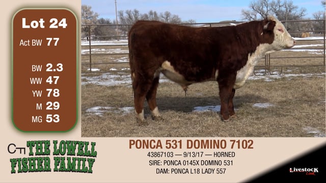 Lot #24 - PONCA 531 DOMINO 7102