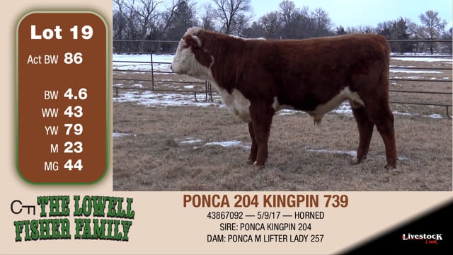 Lot #19 - PONCA 204 KINGPIN 739