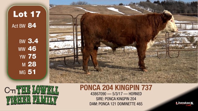 Lot #17 - PONCA 204 KINGPIN 737
