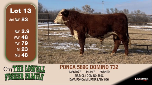 Lot #13 - PONCA 589C DOMINO 732