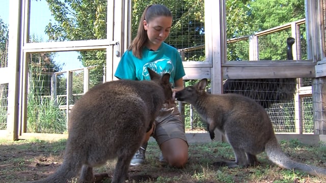 Louisville Zoo SAE