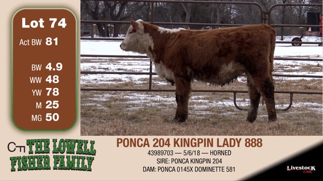 Lot #74 - PONCA 204 KINGPIN LADY 888