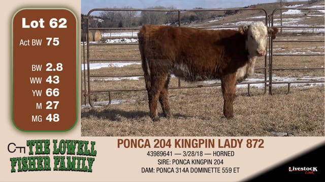 Lot #62 - PONCA 204 KINGPIN LADY 872