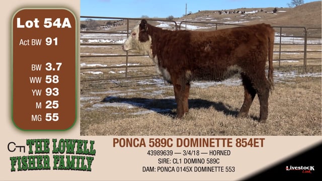 Lot #54A - PONCA 589C DOMINETTE 854ET