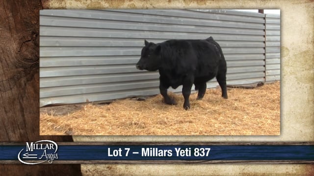 Lot #7 - MILLARS YETI 837