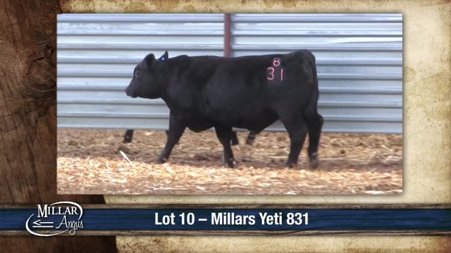 Lot #10 - MILLARS YETI 831