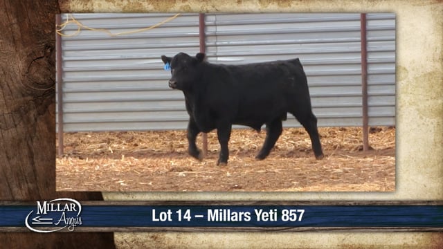 Lot #14 - MILLARS YETI 857
