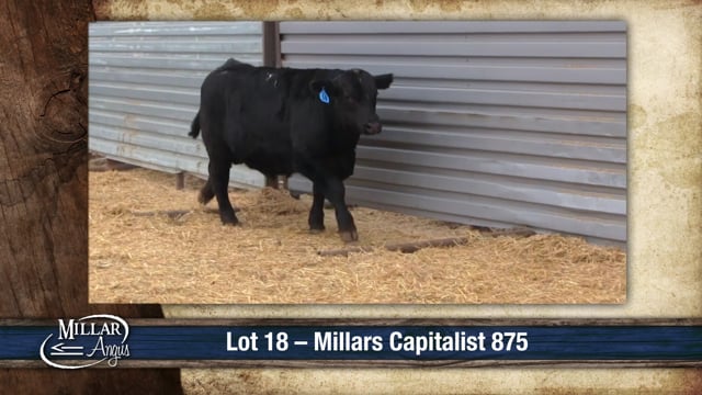 Lot #18 - MILLARS CAPITALIST 875