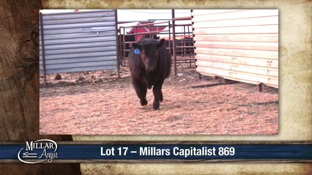 Lot #17 - MILLARS CAPITALIST 869