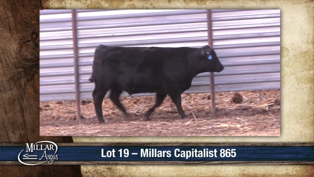 Lot #19 - MILLARS CAPITALIST 865
