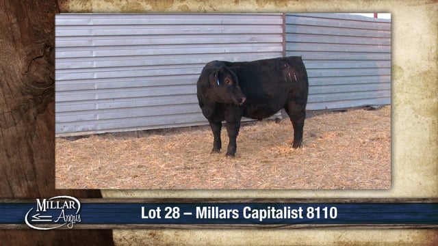 Lot #28 - MILLARS CAPITALIST 8110