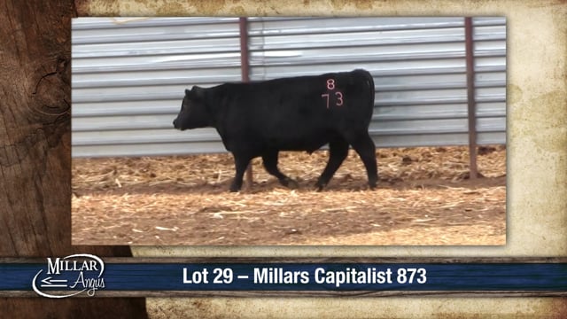 Lot #29 - MILLARS CAPITALIST 873