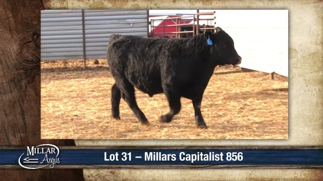 Lot #31 - MILLARS CAPITALIST 856