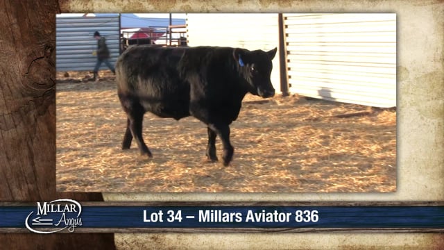 Lot #34 - MILLARS AVIATOR 836