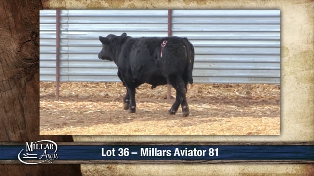 Lot #36 - MILLARS AVIATOR 81