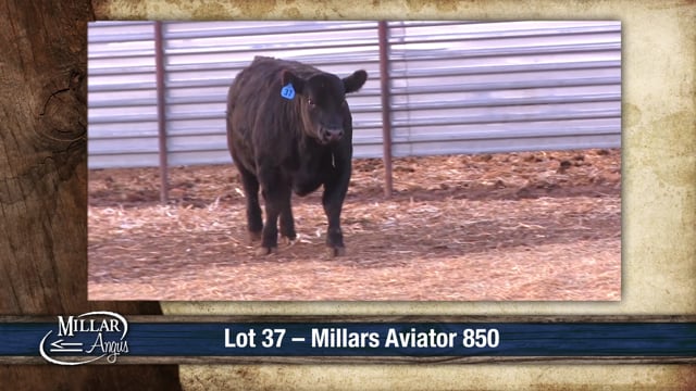 Lot #37 - MILLARS AVIATOR 850