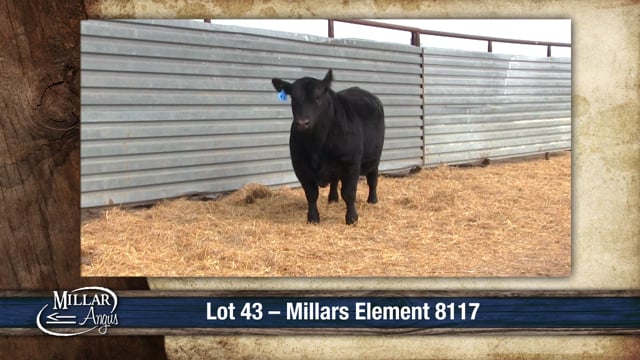 Lot #43 - MILLARS ELEMENT 8117